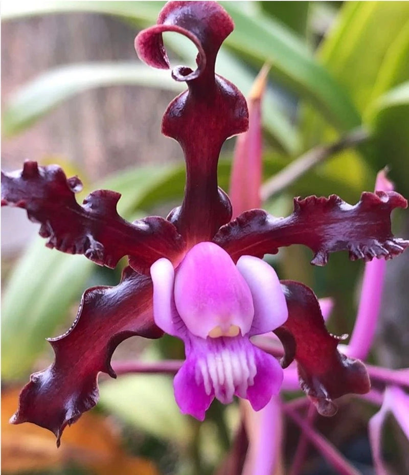 Blooming dark maroon orchid flower with pink-violet center and ruffled petals