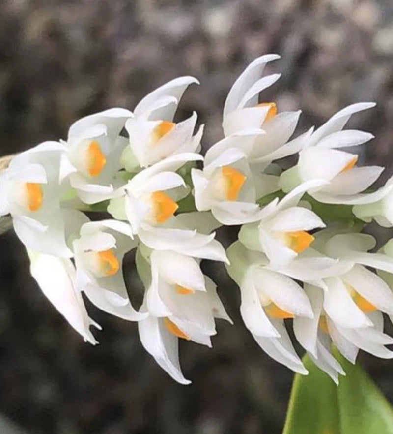 White dendrobium orchid cluster with orange-yellow centers and curved petals