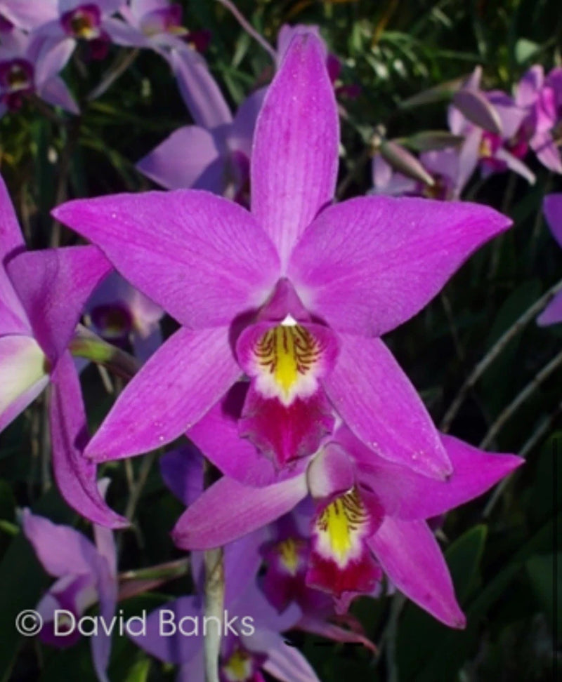 Pink-purple orchid blooms with star-shaped petals and yellow center lip
