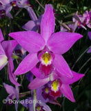 Laelia anceps var. barkeriana Orchids