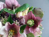 15+ WHITE HELLEBORUS CHRISTMAS ROSE FLOWER SEEDS / WINTER BLOOMING PERENNIAL Flowering Plants