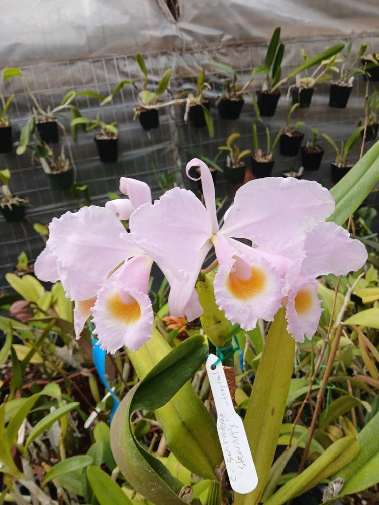 Light pink orchid flowers with yellow-orange centers and green leaves, potted plant