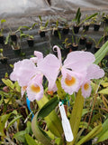 cattleya schroederae 'Stewart' X 'Larry Vierhelig' orchid species compot Orchids