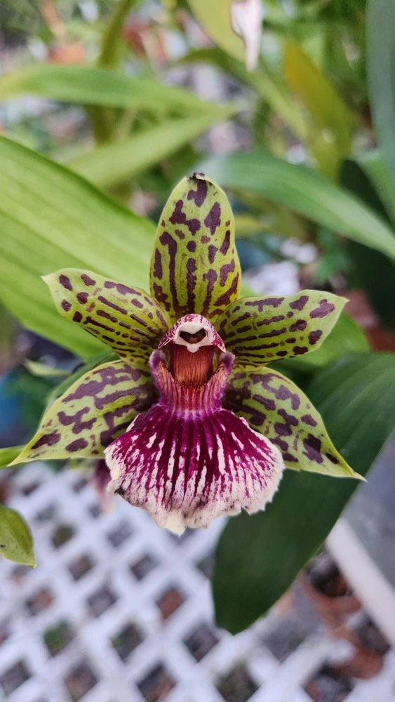 Gptm. Starburst 'Parkside 4" pot BS division Orchids