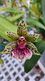 Gptm. Starburst 'Parkside 4" pot BS division Orchids