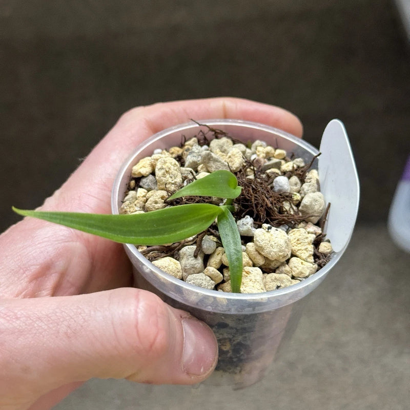 Cynorkis Lowiana Seedling #5 Terrestrial Orchid Orchids