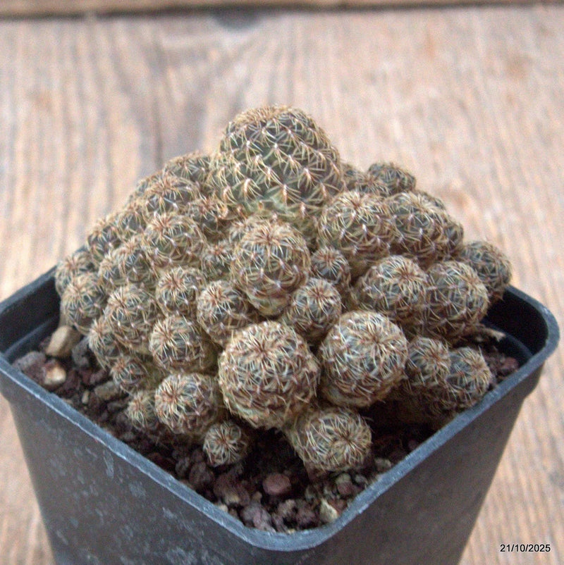D7028 SULCOREBUTIA CANIGUERALII pot7-H6-W7,5 cm MaMa Cactus Green Plant