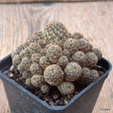 D7028 SULCOREBUTIA CANIGUERALII pot7-H6-W7,5 cm MaMa Cactus Green Plant