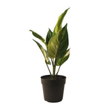 Fake Pothos Plant Realistic Plant in Pot Potted Artificial Plants Faux Green Green Plant