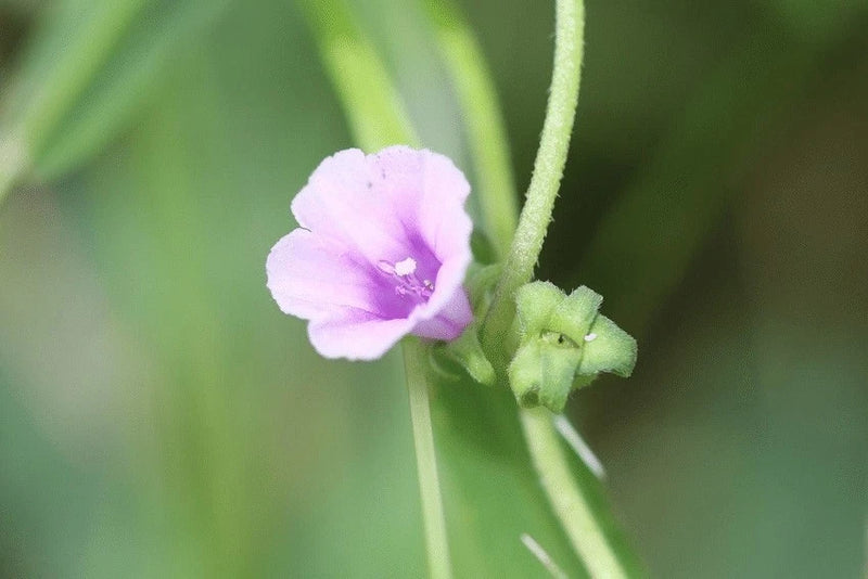 Ipomoea eriocarpa | Tiny Pink Morning Glory | 10_Seeds Garden Plants