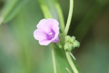 Ipomoea eriocarpa | Tiny Pink Morning Glory | 10_Seeds Garden Plants