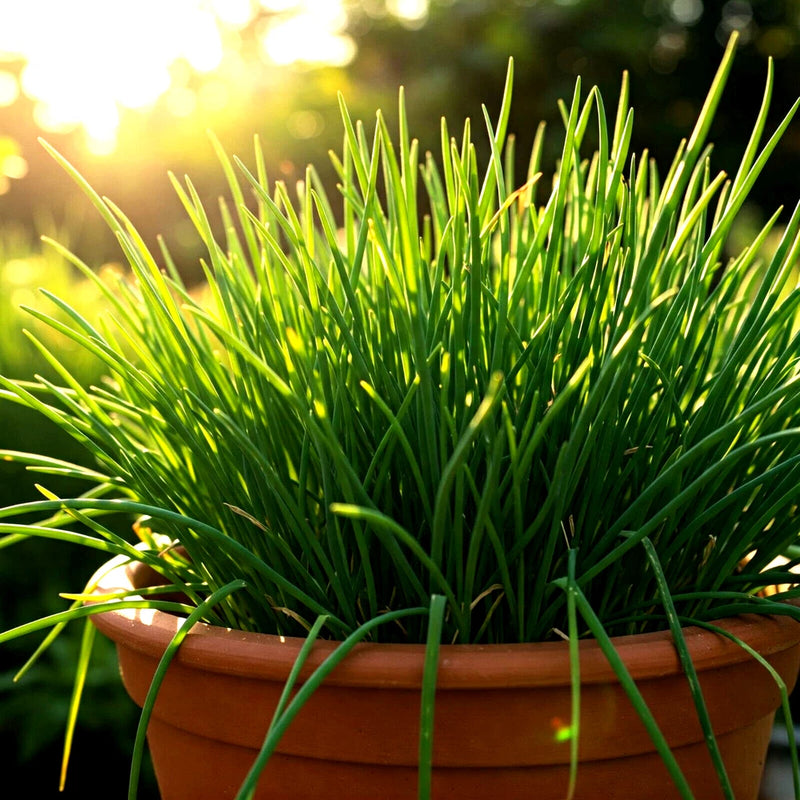 1000 CHIVES SEEDS GREEN ONION PERENNIAL NON-GMO MOSQUITO REPELLENT FREE SHIPPING Garden Plants