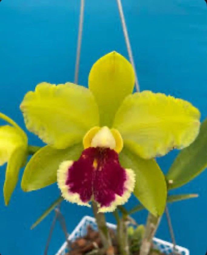 Yellow orchid in pot with maroon center lip