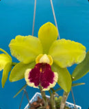 Cattleya velutina X Rlc Little Mike ÔOrchid ErosÕ Fragrant Spotty Hybrid 4Ó Pot Orchids