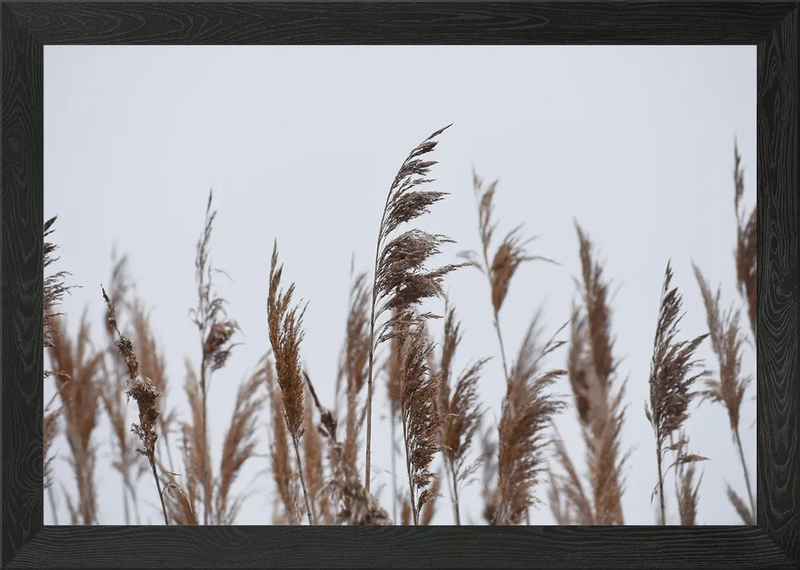 Pampas Grass I Framed Wall Art Poster Canvas Print Picture Pampas Grass