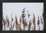 Pampas Grass I Framed Wall Art Poster Canvas Print Picture Pampas Grass