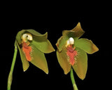 Sudamerlycaste priscilae BS Green Orange Orchid Seedling Orchids