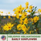 100 Early Sunflower Seeds, Heliopsis helianthoides, Ox-Eye, Native Perennial Sunflower