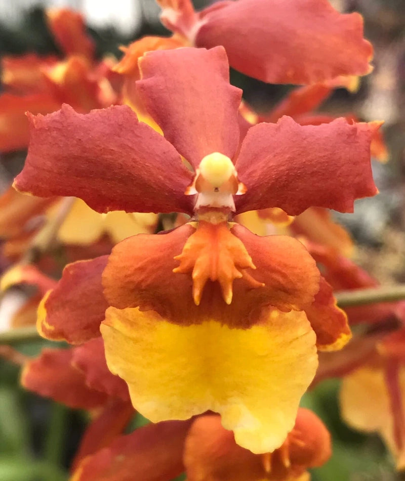 Orchid Odontocidium Sunny Daze ÔHilo BayÕ Live Plants from Hawaii Orchids