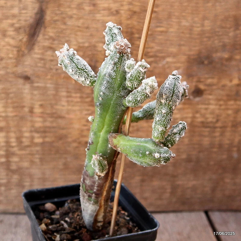 D4635 ASTROPHYTUM MYRIOSTIGMA HUBUKI pot8-H15-W9 cm MaMa Cactus Green Plant