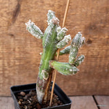 D4635 ASTROPHYTUM MYRIOSTIGMA HUBUKI pot8-H15-W9 cm MaMa Cactus Green Plant