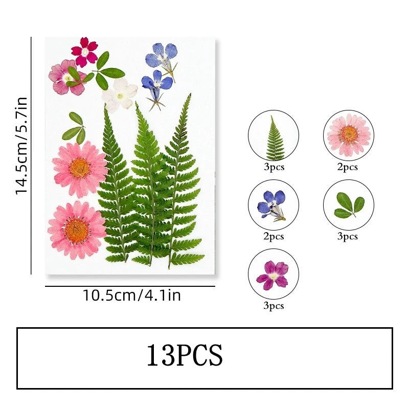 Pressed dried flower set with pink and blue blooms and green fern leaves, 13 pieces