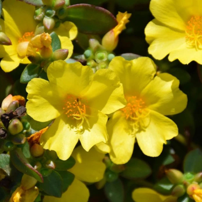 Set 2 Jumbo Yellow Portulaca Live Plant - 5-9" Tall - Ship No Pot - Heat Toleran Flowering Plants
