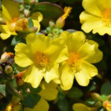 Set 2 Jumbo Yellow Portulaca Live Plant - 5-9