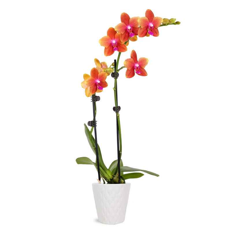 Salmon orchid plant in white ceramic pot with multiple colorful blooms