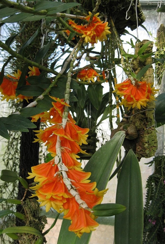 Orange and yellow Dendrobium orchid cluster with green leaves