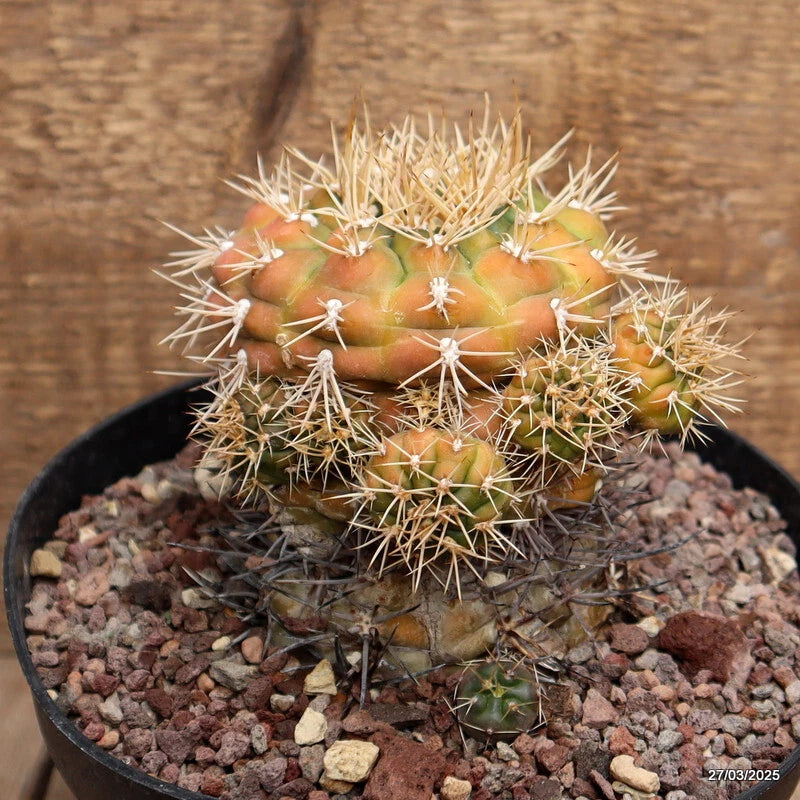 Green Gymnocalycium cactus plant in small round pot with gravel top
