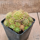 D6447 MAMMILLARIA CAMPTOTRICHA CURVISPINA pot10-H9-W12 cm MaMa Cactus Green Plant