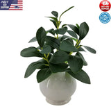 11 in Artificial Peperomia Plant Indoor Decor Ceramic Pot No Maintenance Green Green Plant