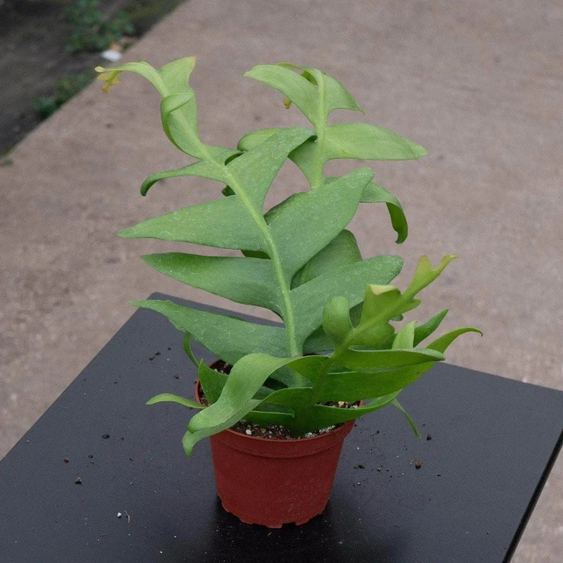 Potted Fishbone cactus orchid plant with green stems in red plastic pot