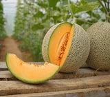 30 RARE Organic Sugar Kiss Cantaloupe Melon Seeds / Sweet  / Florida Grown Flowering Plants