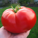 100 Heirloom Giant Red Beefsteak Tomato Seeds - Indeterminate - Up to 4LBs Garden Plants