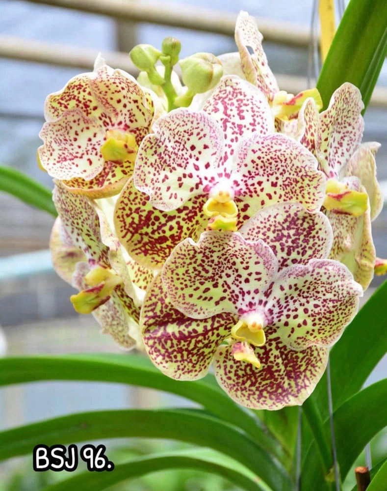 Cream and pink speckled orchid cluster with green buds and broad leaves