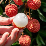 30pcs Lychee Tropical Fruit Heirloom Seeds - Non-GMO Litchi Seed for Gardening. Garden Plants