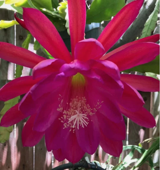 25+ SEEDS Epiphyllum Orchid Cactus FLYING SILK x APACHE MAGIC free ship Orchids