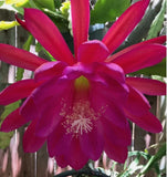 25+ SEEDS Epiphyllum Orchid Cactus FLYING SILK x APACHE MAGIC free ship Orchids
