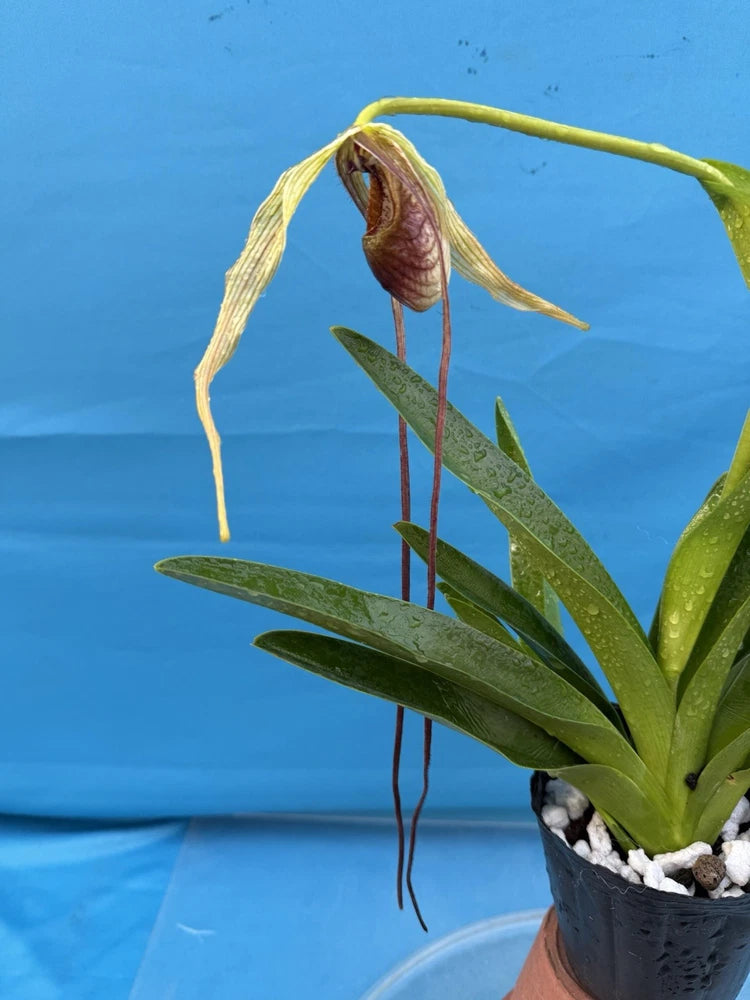 Potted orchid plant with green leaves and a hanging brown-purple bud