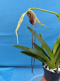Phragmipedium humboldtii Fortuna Dramatic Orchid Species Bloom Size 4Ó Pot Orchids