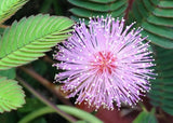 Mimosa pudica, Sensitive Plant, Touch-me-not - 100 Sementes Flowering Plants