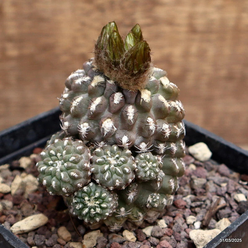 Cactus plant with spiny mounds and rounded green pads in a black planter