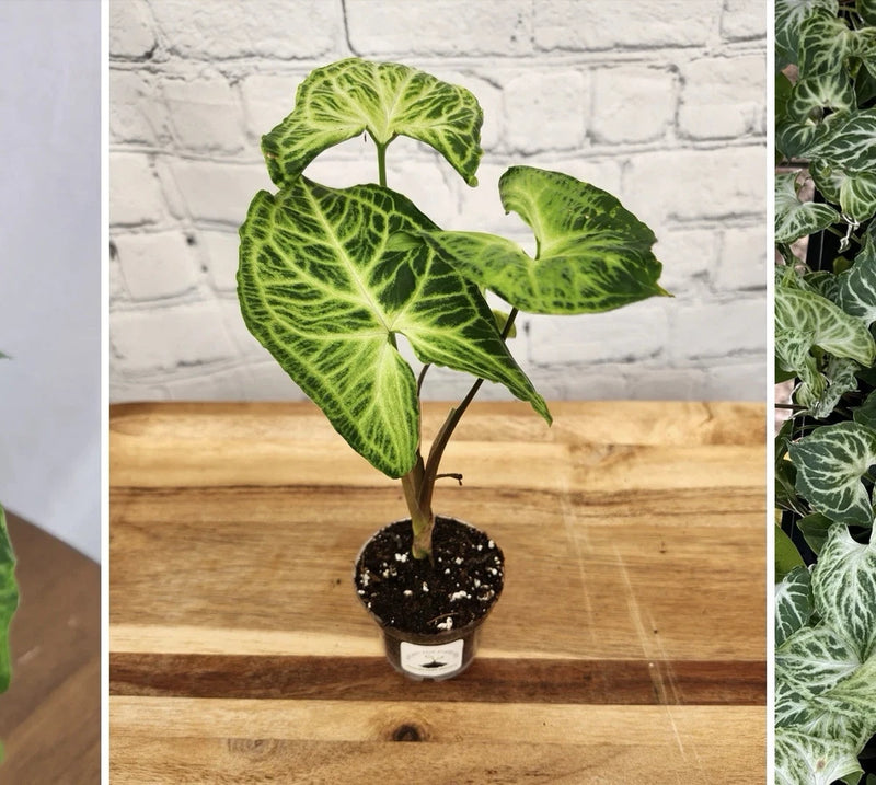 Syngonium batik orchids plant in black pot with green veined heart-shaped leaves
