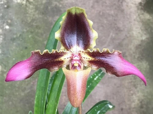 Paphiopedilum orchid 'Brier Hill' flower with maroon petals and yellow center