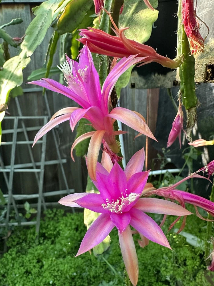 Epiphyllum orchid cutting with bright pink magenta star flowers and green stems