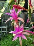 Aporo  epiphyllum cutting Orchids