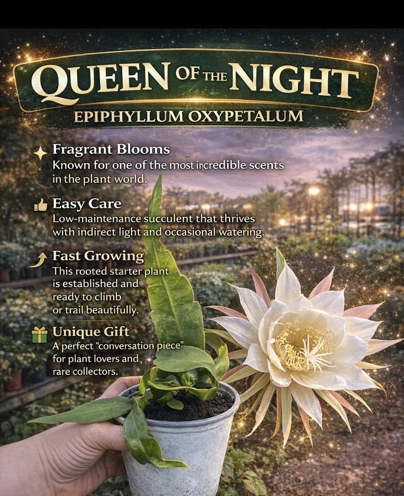 Queen Of The Night Cautus Epiphyllum Plant  5 Inch              Well -Rooted Orchids