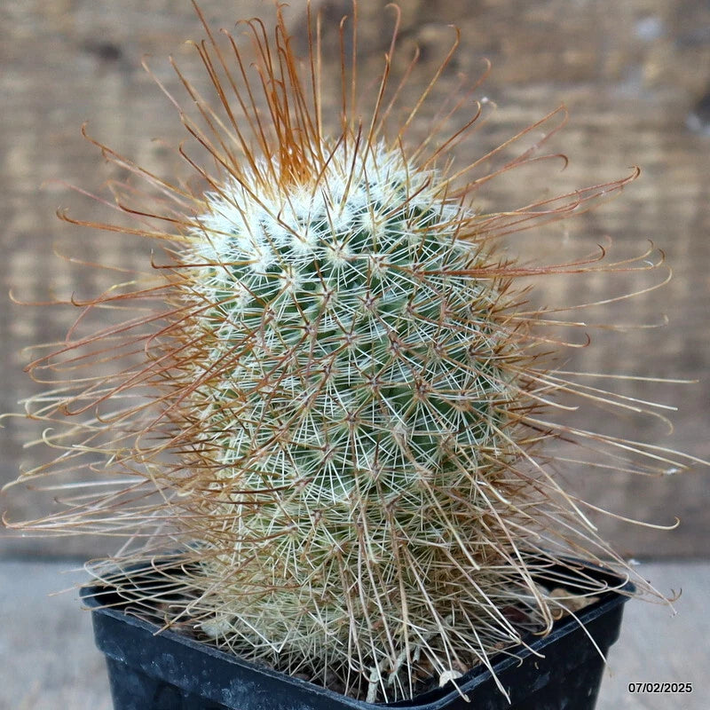 Mammillaria uncinata cactus with green body and long pale spines, in black pot